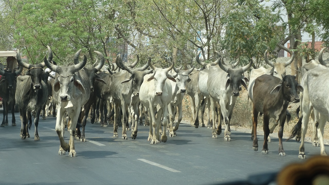 india  cows  cattle free photo