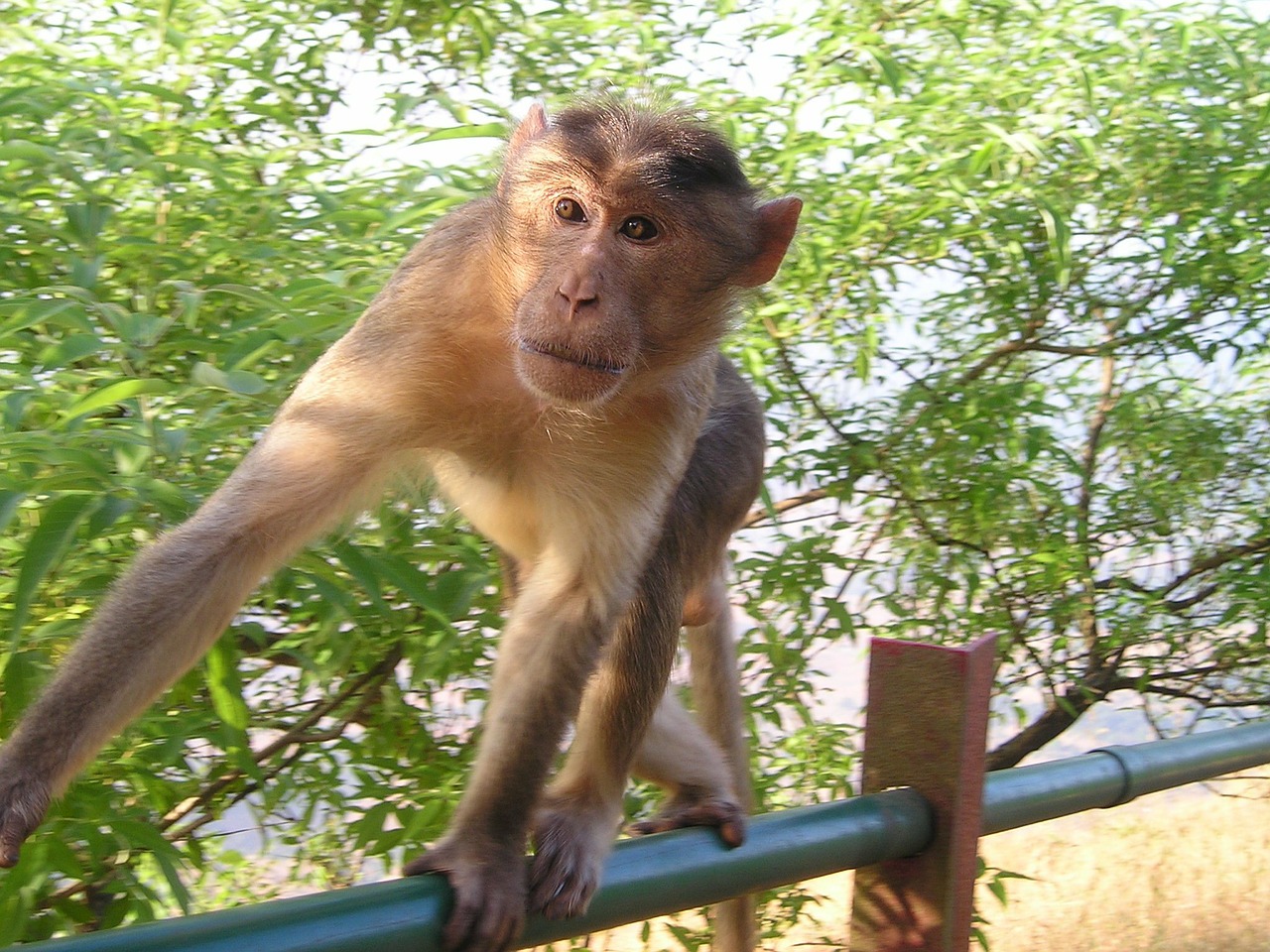india monkey wild free photo