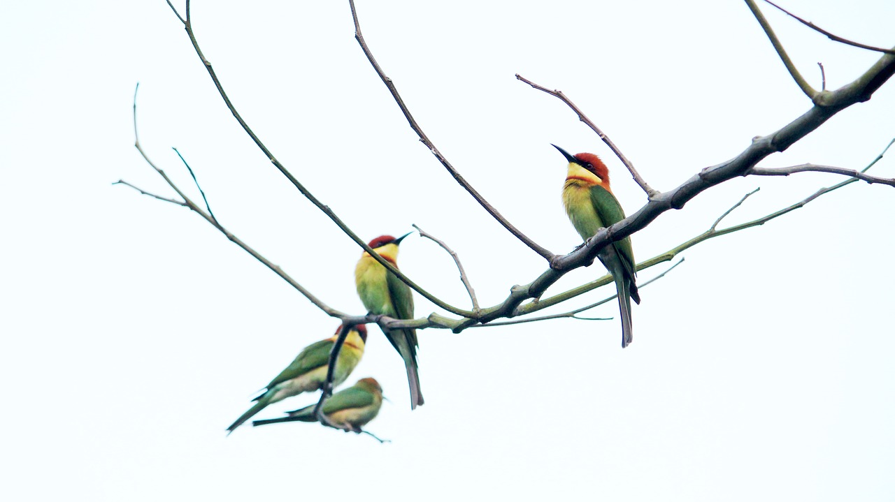 india  kerala  bird free photo