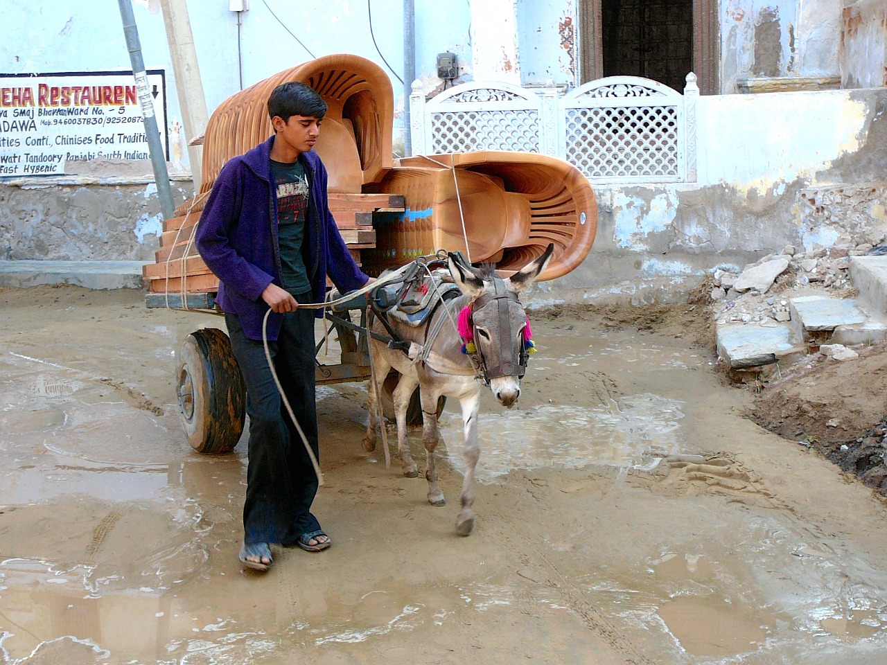 india donkey transport free photo