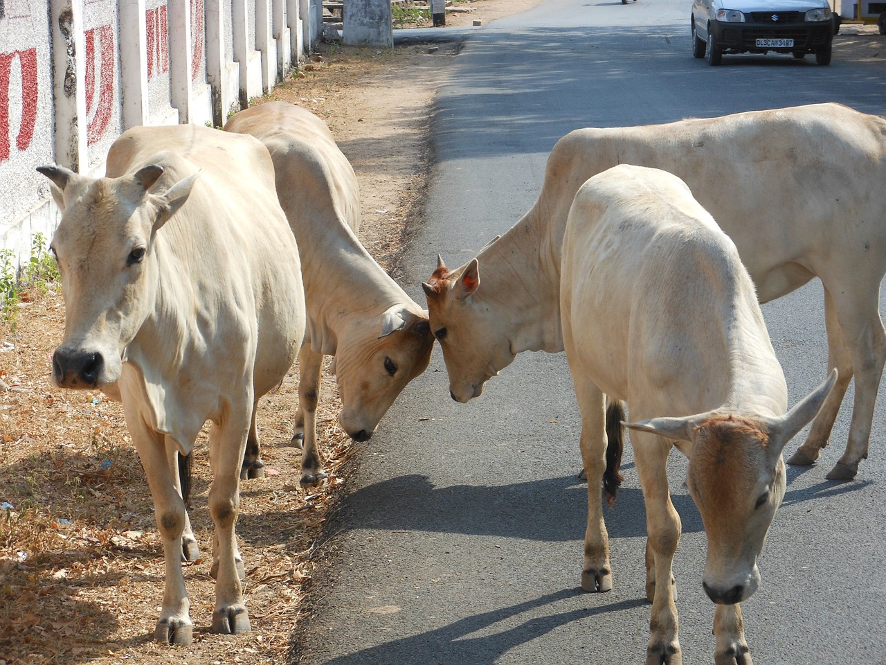 india cows sacred free photo