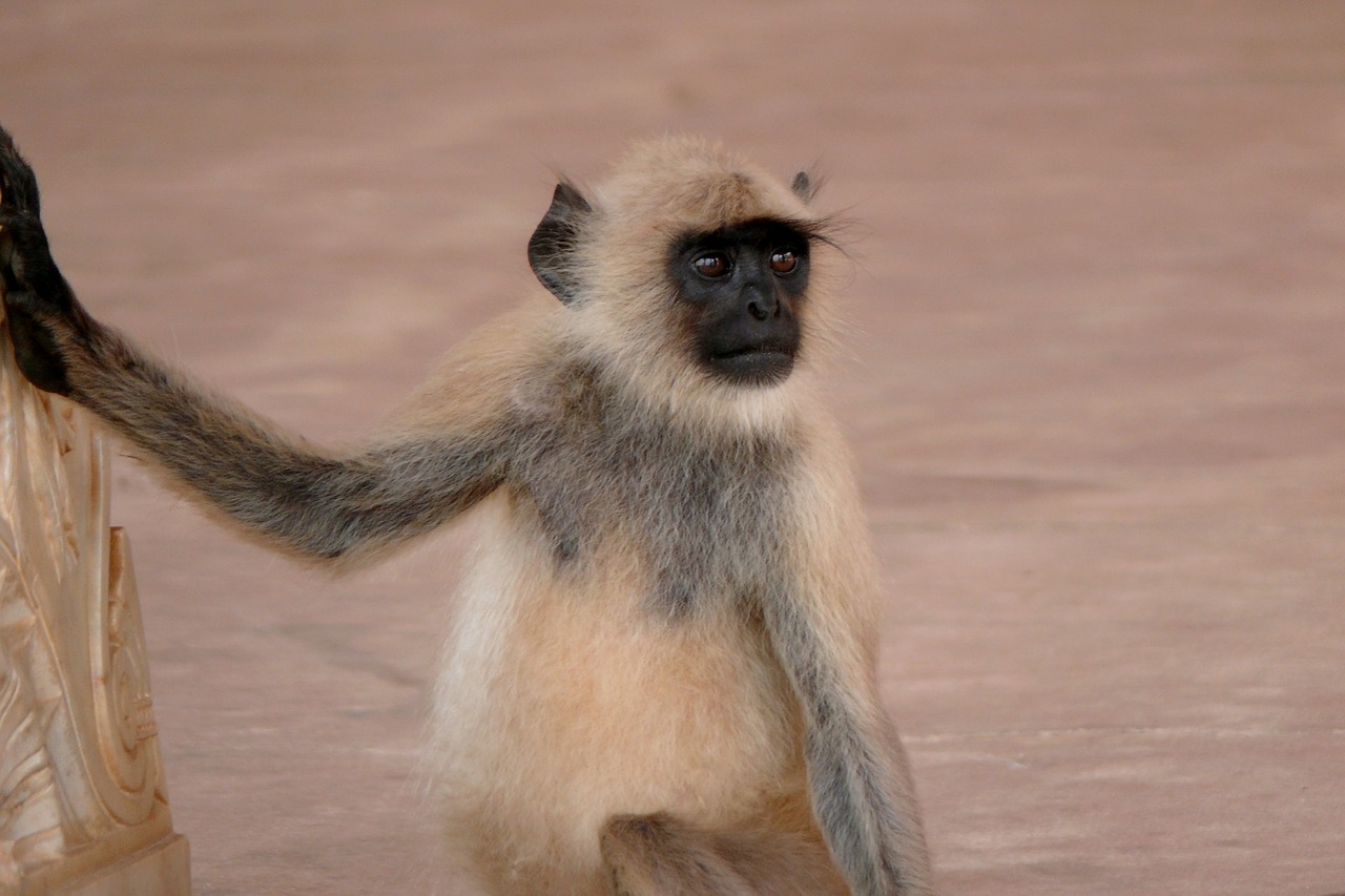 india amber monkey free photo