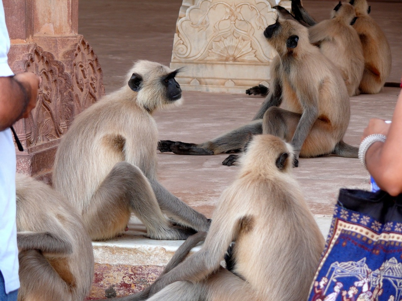 india amber monkey free photo
