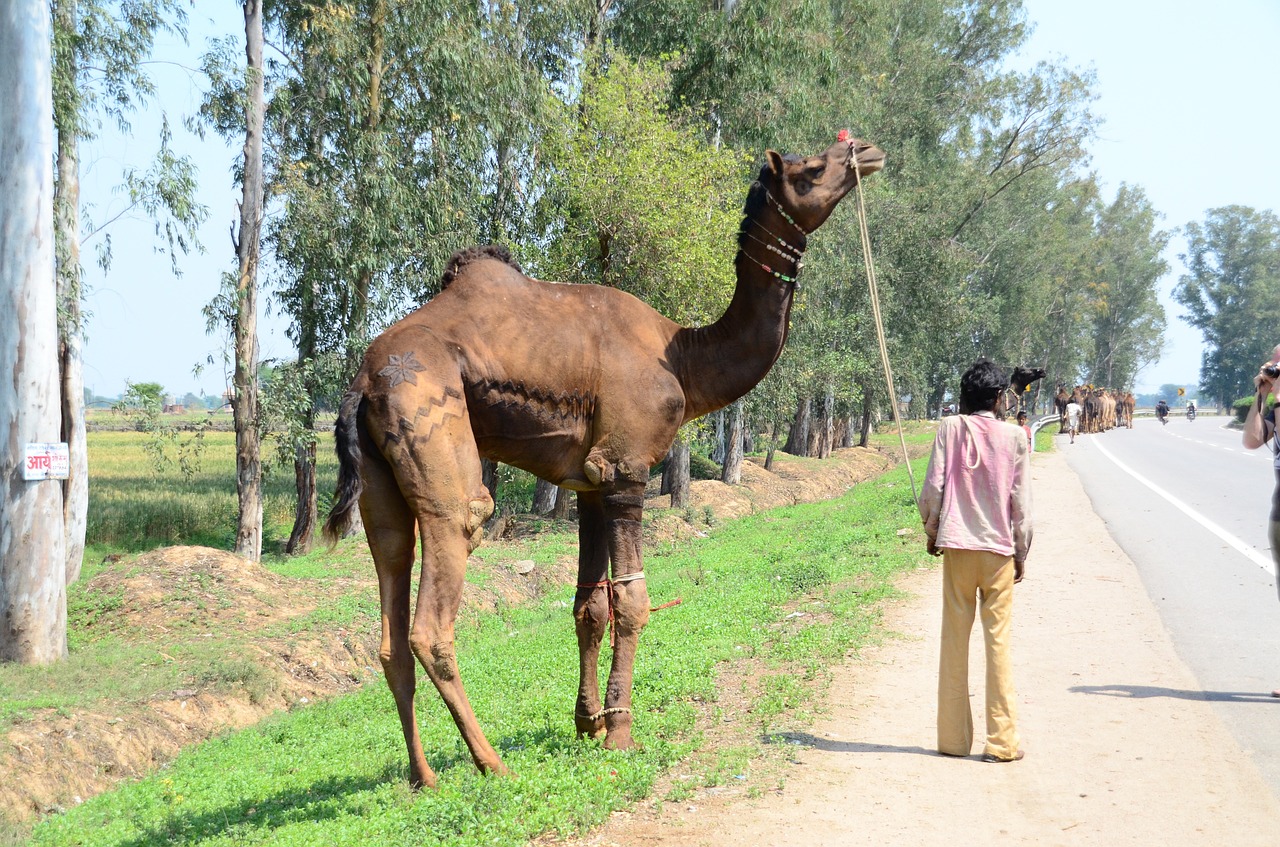 india street mammal dromedary free photo