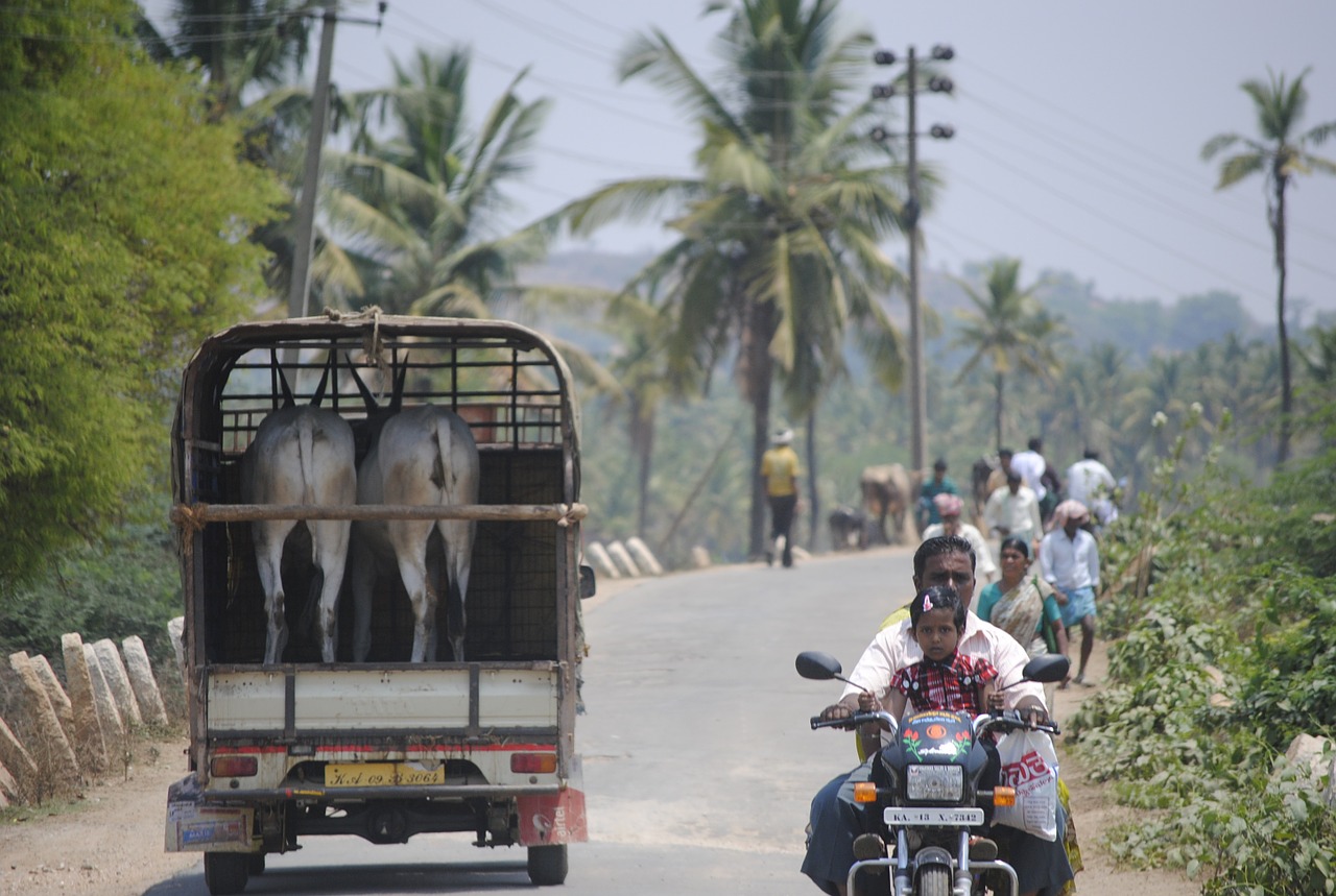 india traffic goats free photo