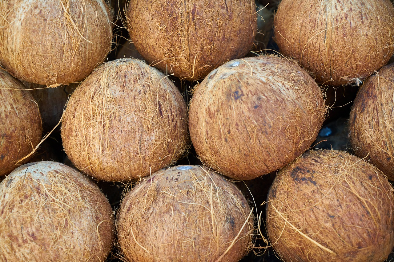india coconut  fruit  food free photo