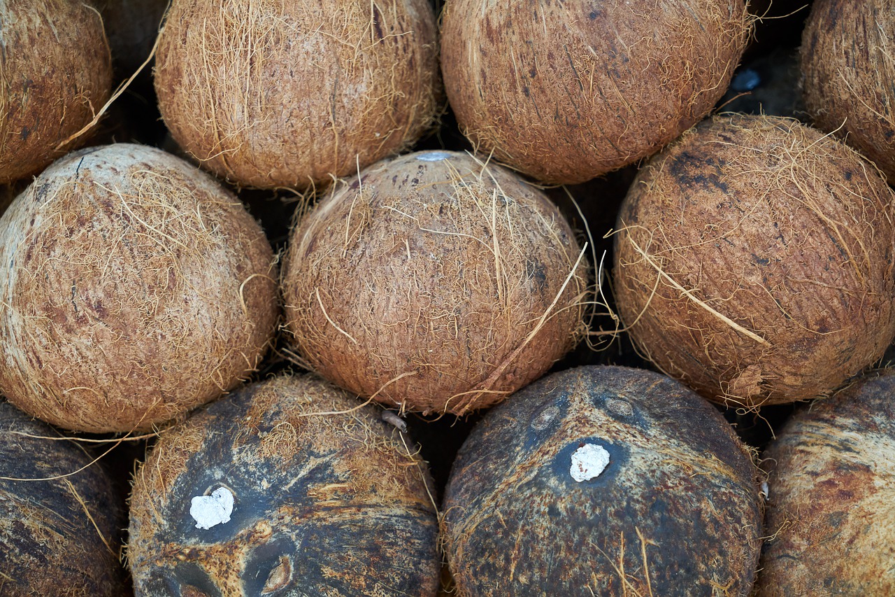 india coconut  fruit  palm free photo