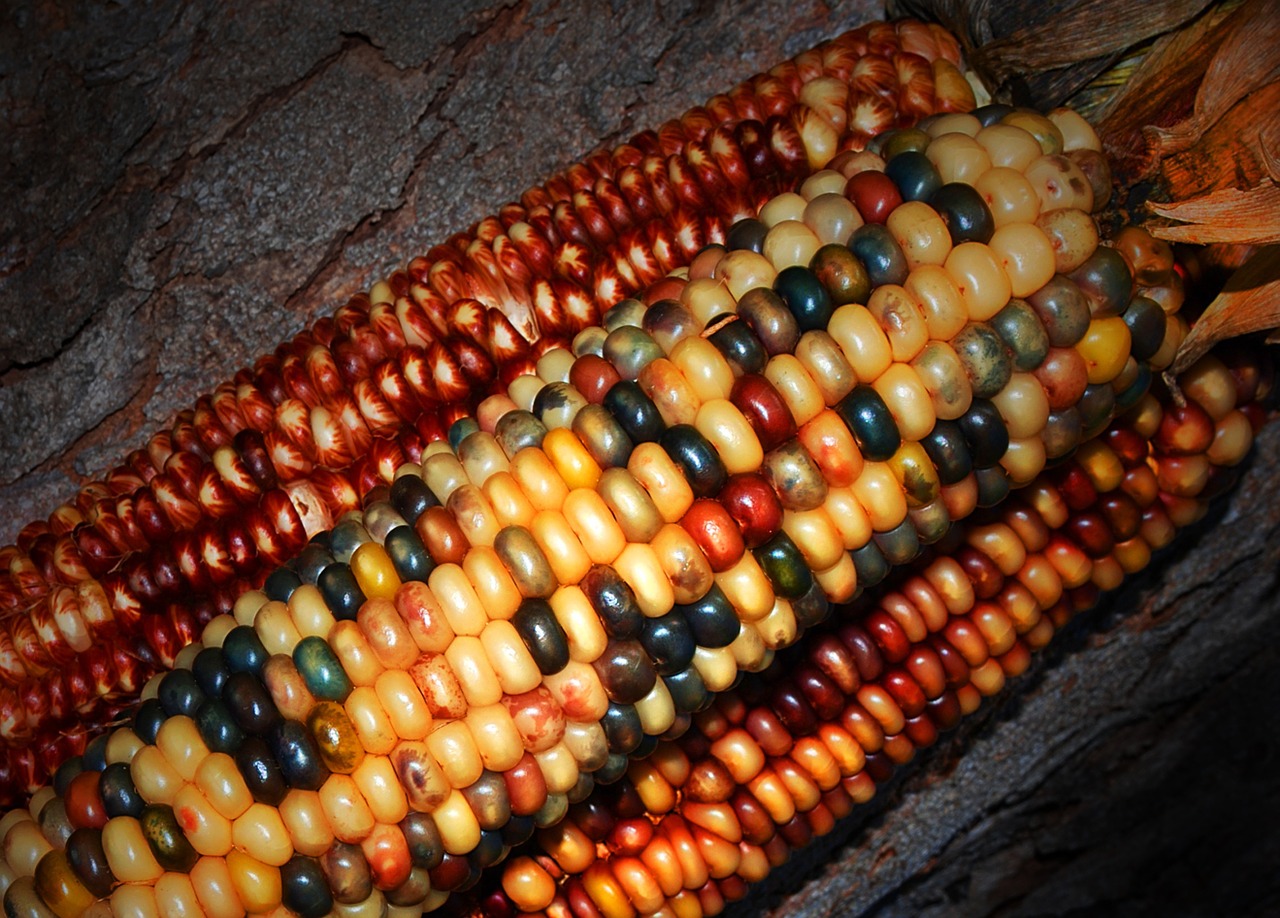 indian corn decorate free photo