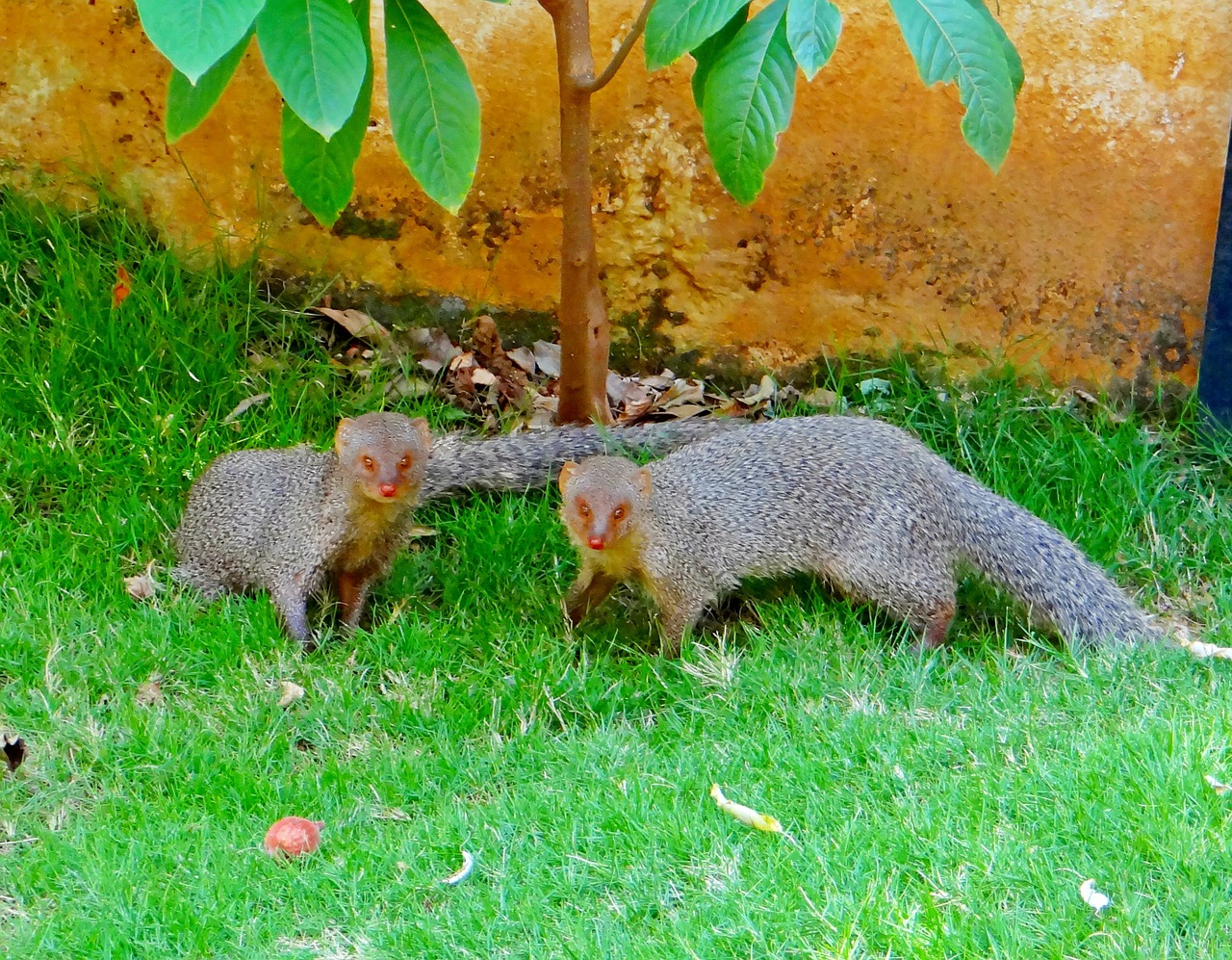 indian gray mongoose free photo