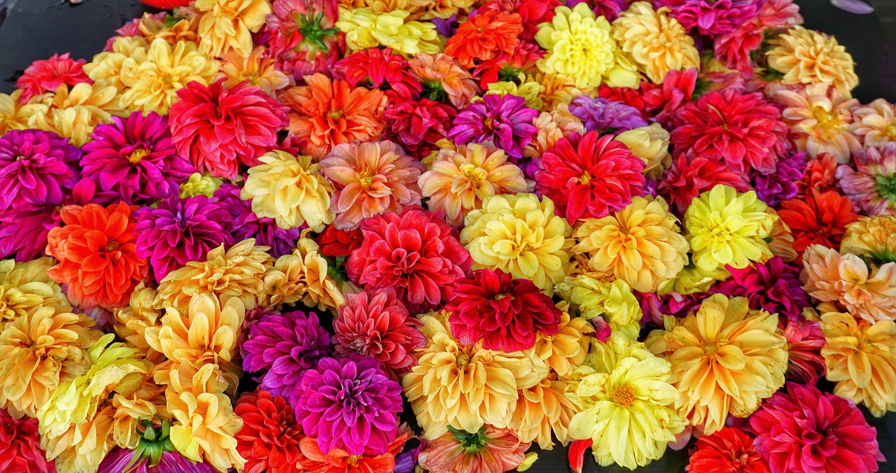 indian marketplace flower free photo