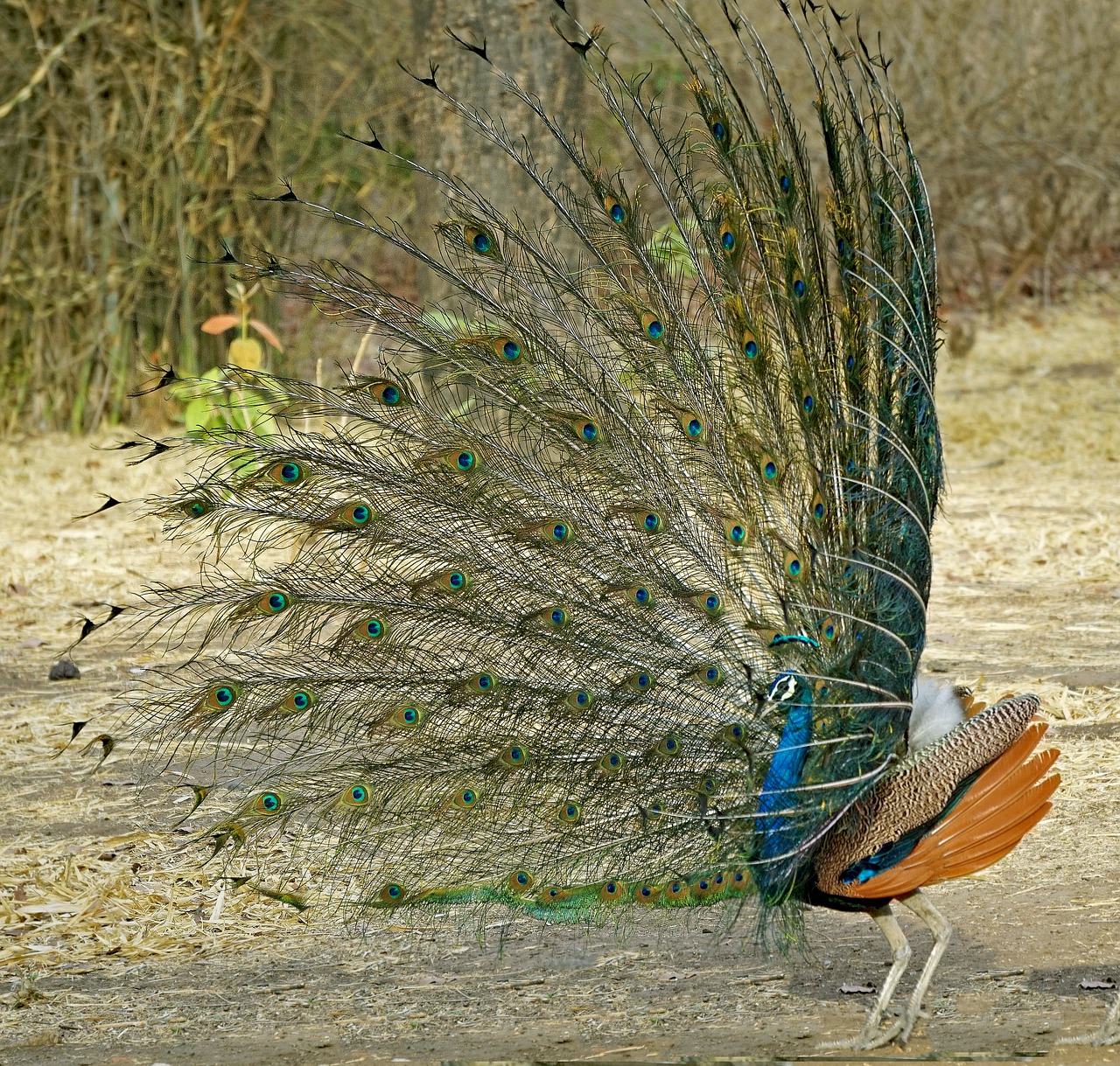 indian  national  bird free photo