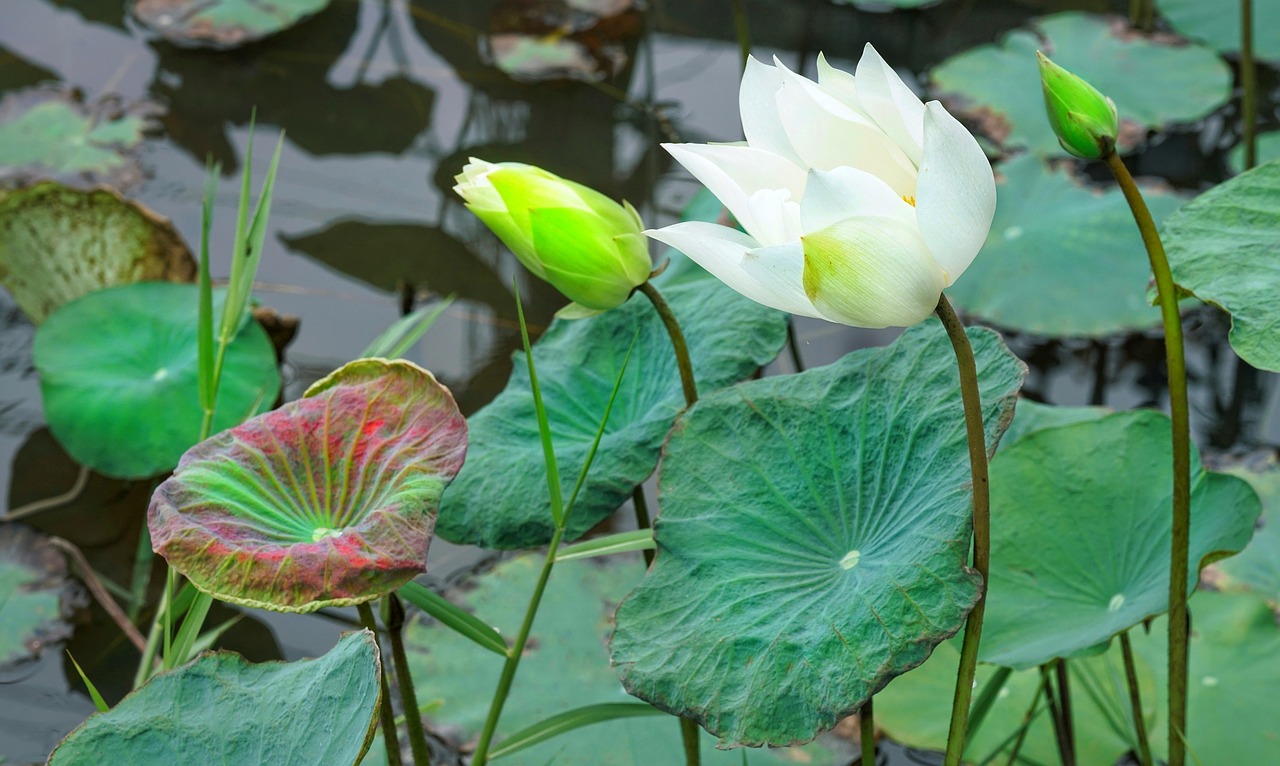 indian  lotus  flower free photo