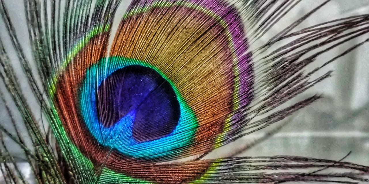 indian  peacock  feather free photo