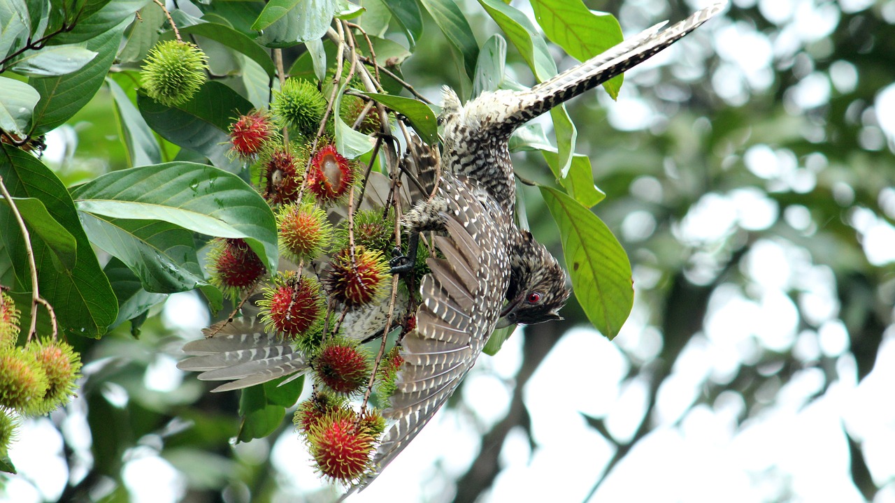 indian  koel  bird free photo