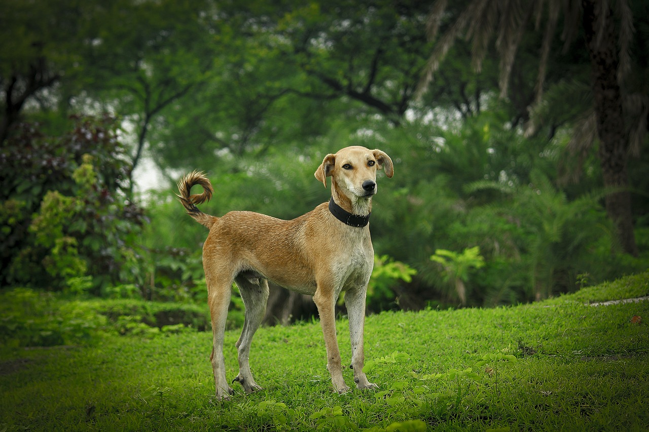 indian  dog  nature free photo