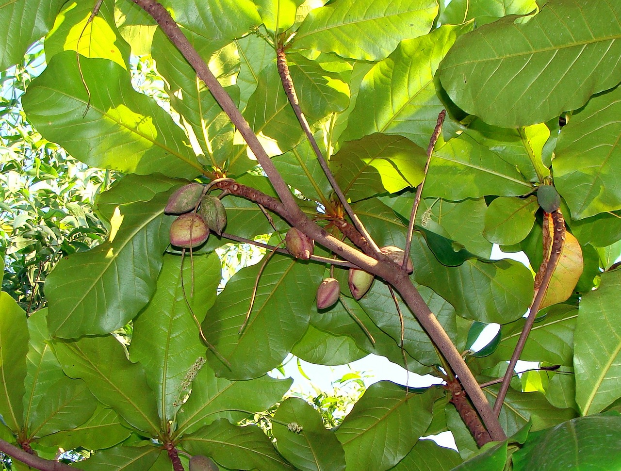 indian almond fruits tree tropical almond free photo