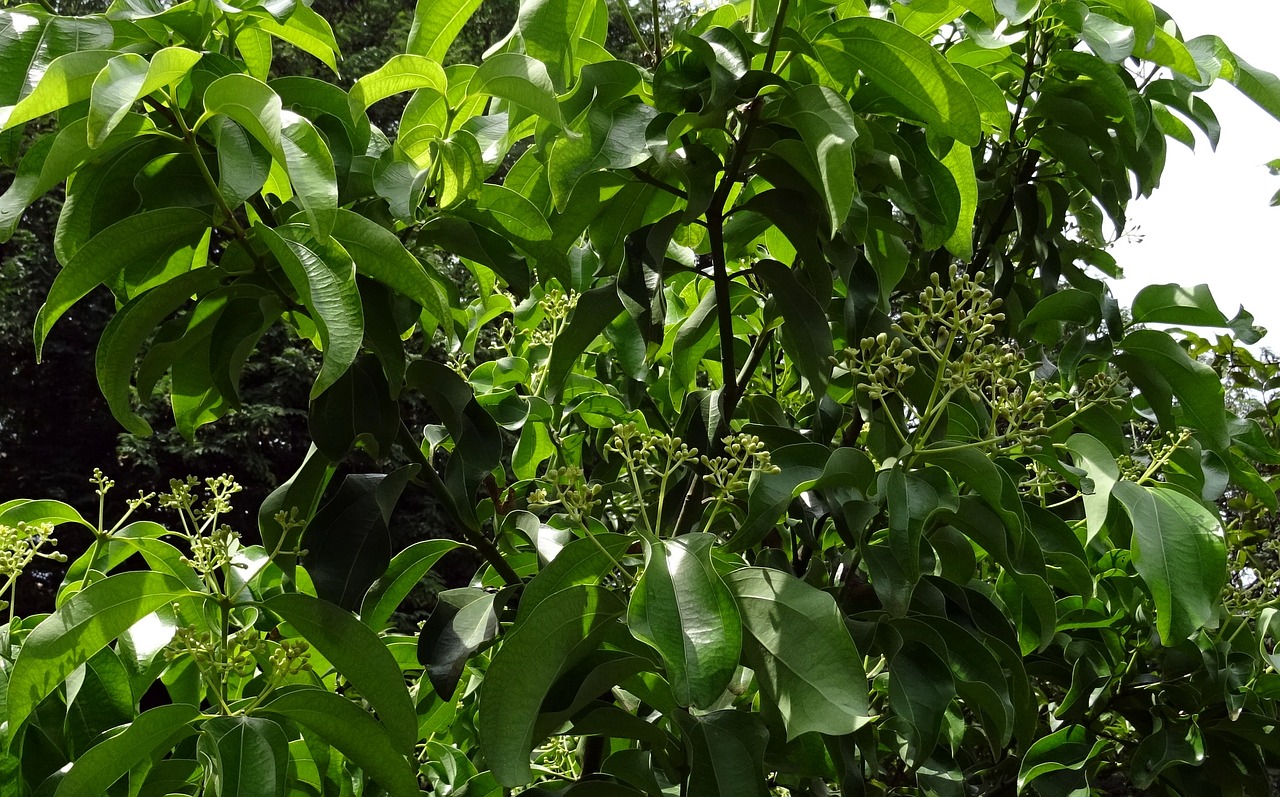 indian bay leaf cinnamon cinnamomum tamala free photo