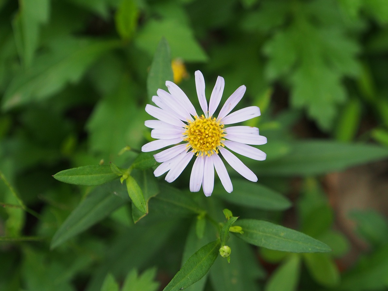 indian blanket flowers white flower grass free photo