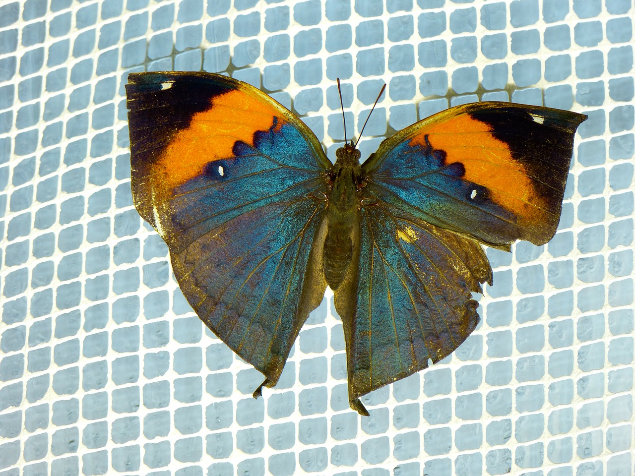 indian blattschmetterling kallima inachus butterfly free photo