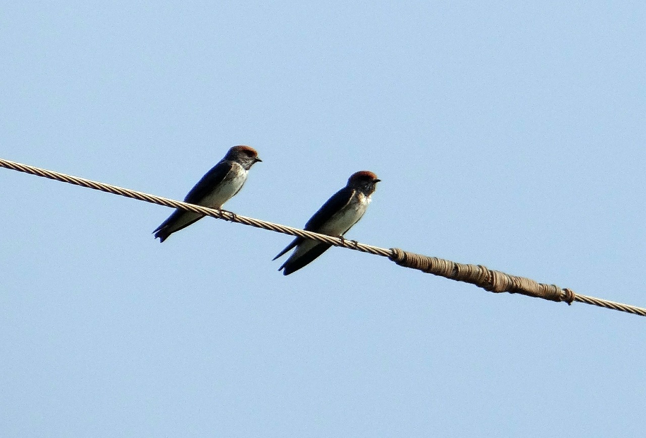 indian cliff swallow bird swallow free photo