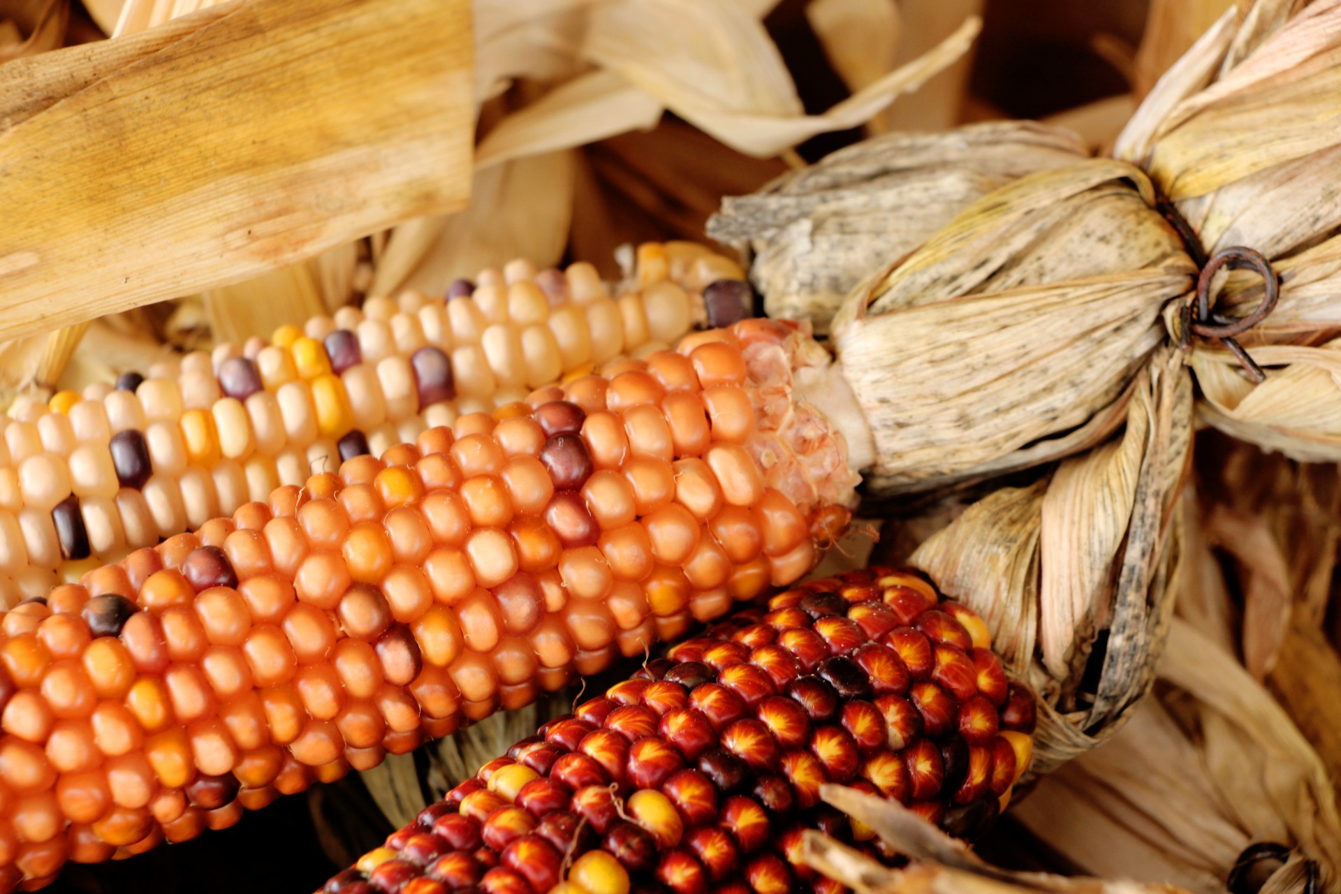 indian corn indian corn free photo