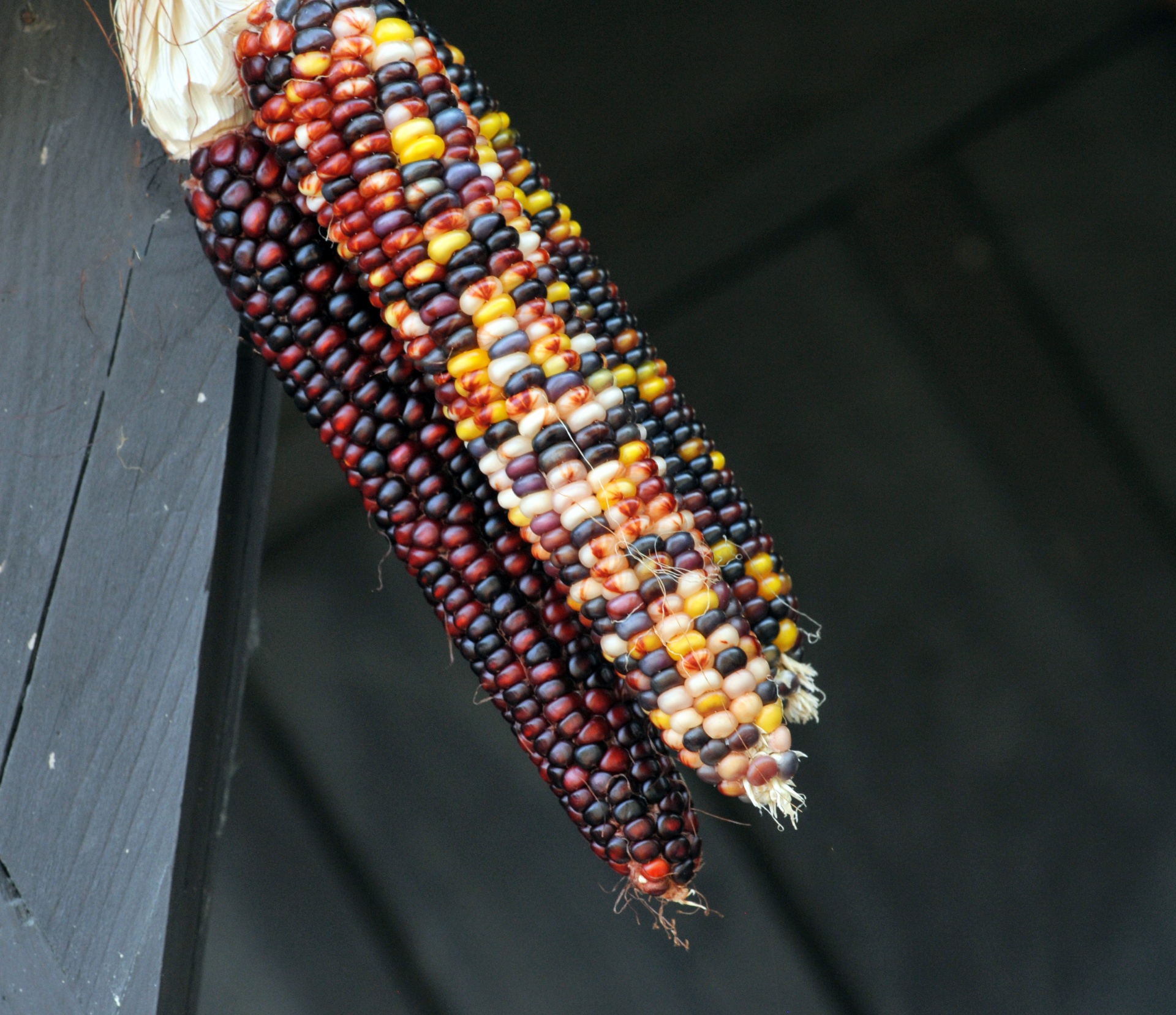 indian corn thanksgiving husk free photo