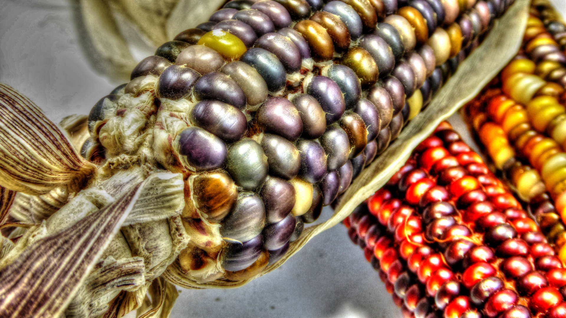 corn indian corn colorful free photo