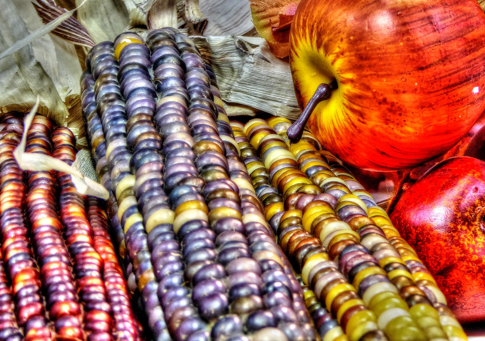 corn indian corn colorful free photo