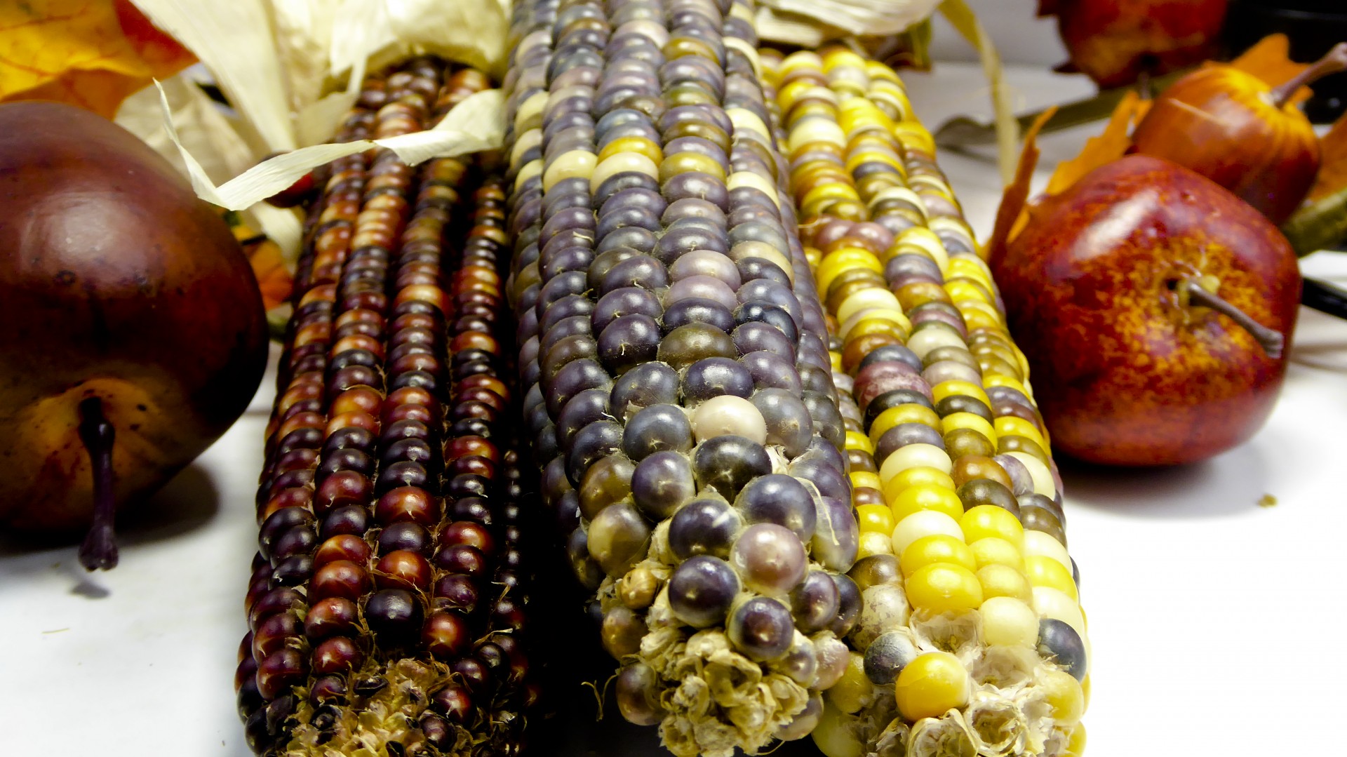indian corn corn thanksgiving free photo