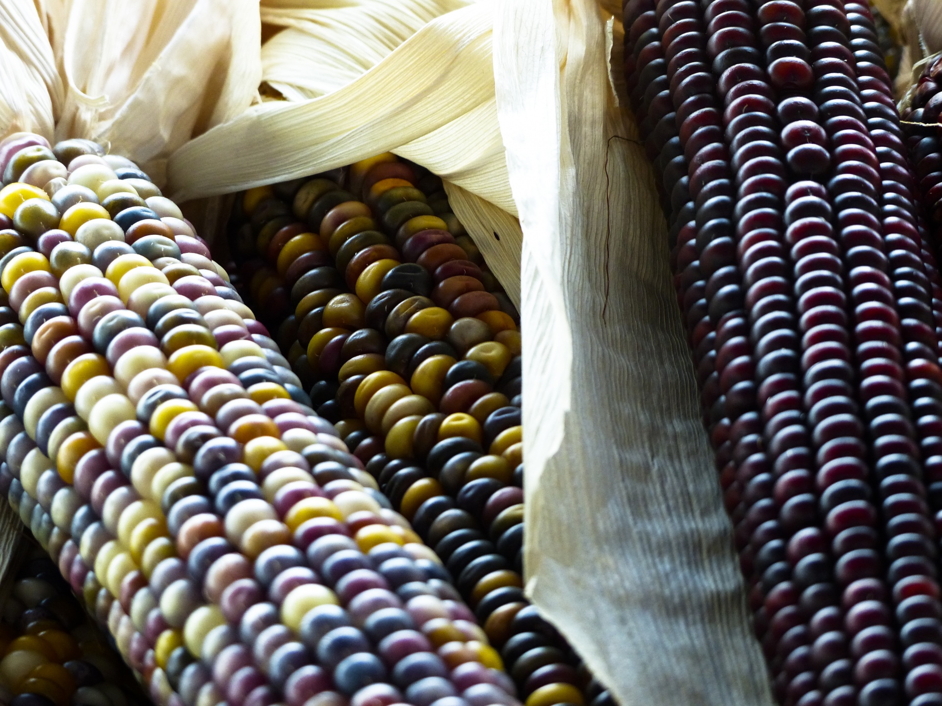 indian corn colorful free photo