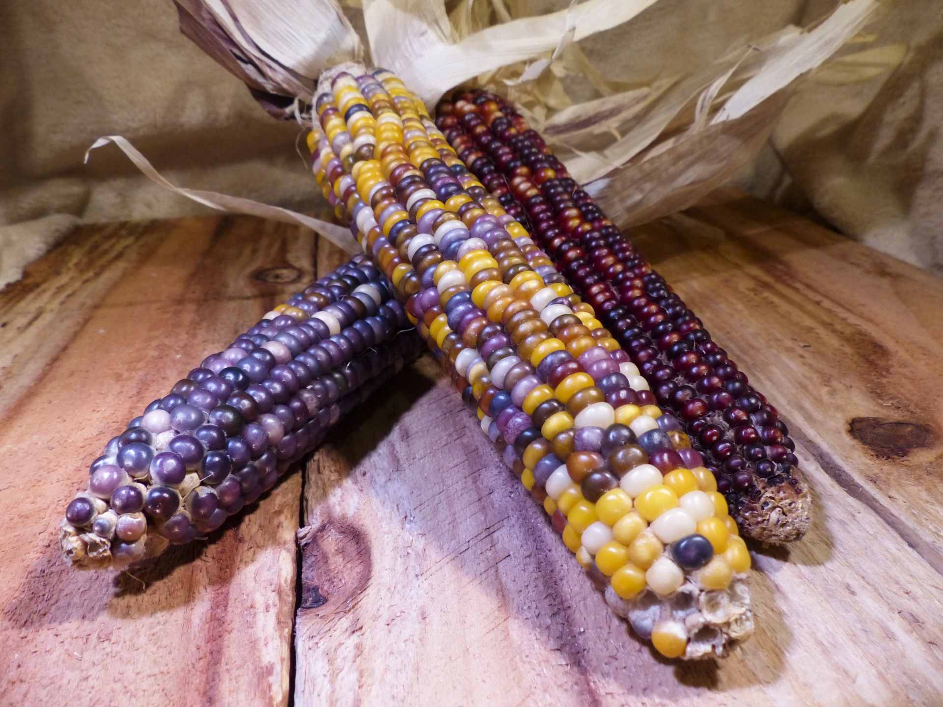indian corn still-life color free photo