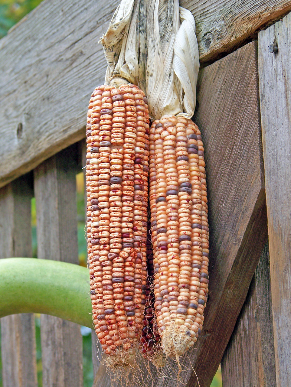 indian corn cob free photo