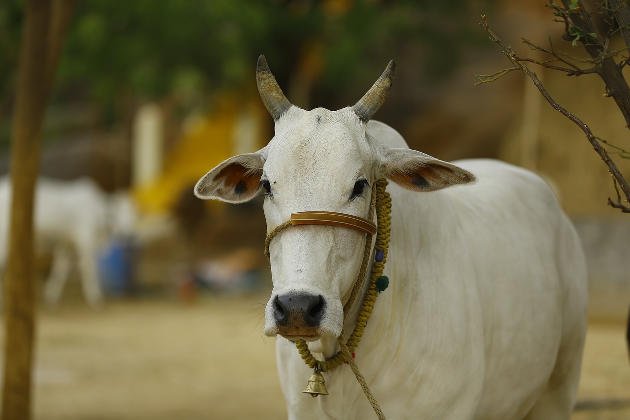 indian cow cow india indian free photo