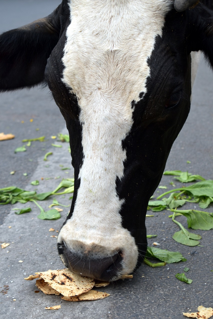 indian cow domestic animal cattle free photo