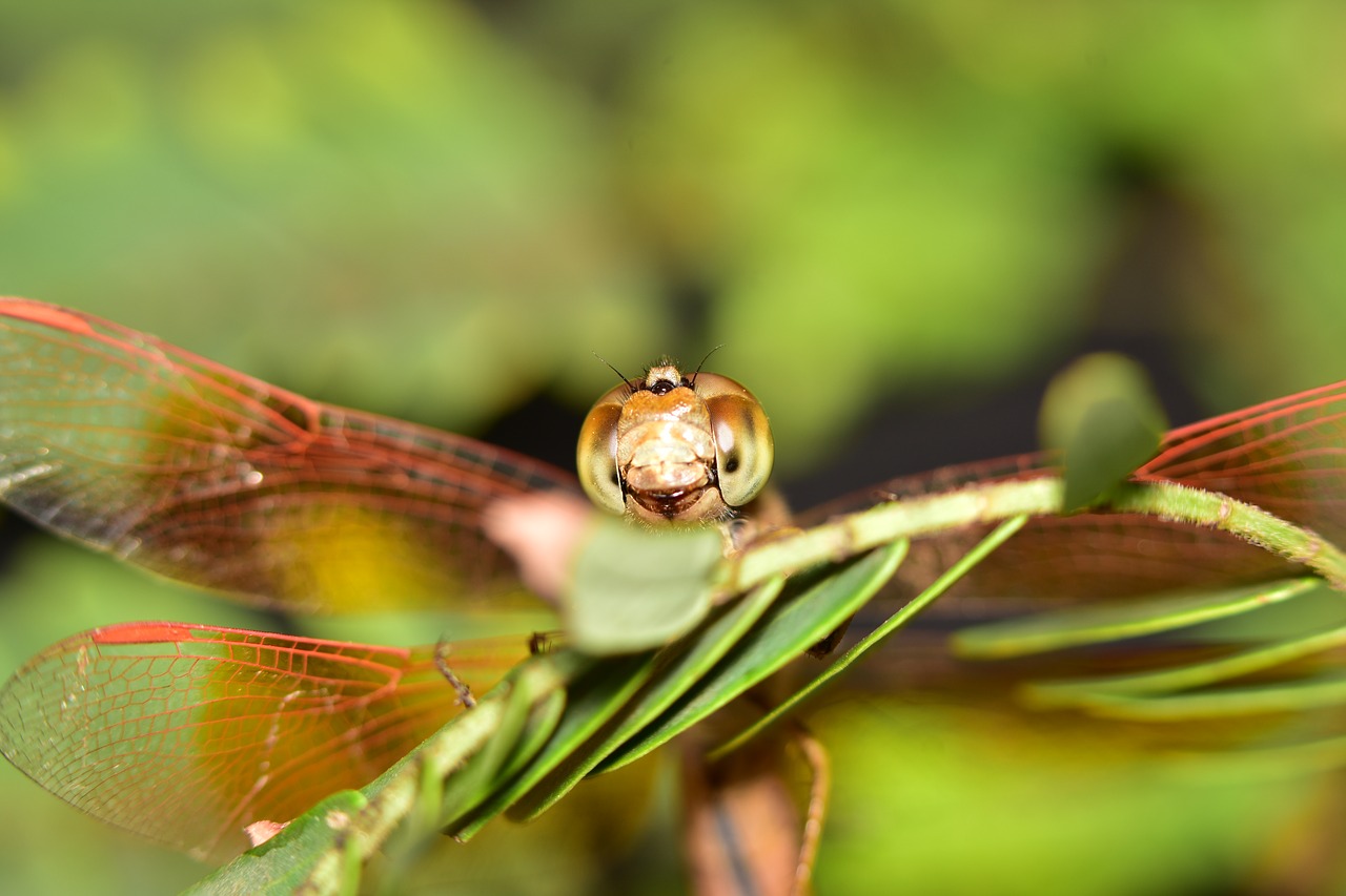 indian dragon fly  macro  close up free photo