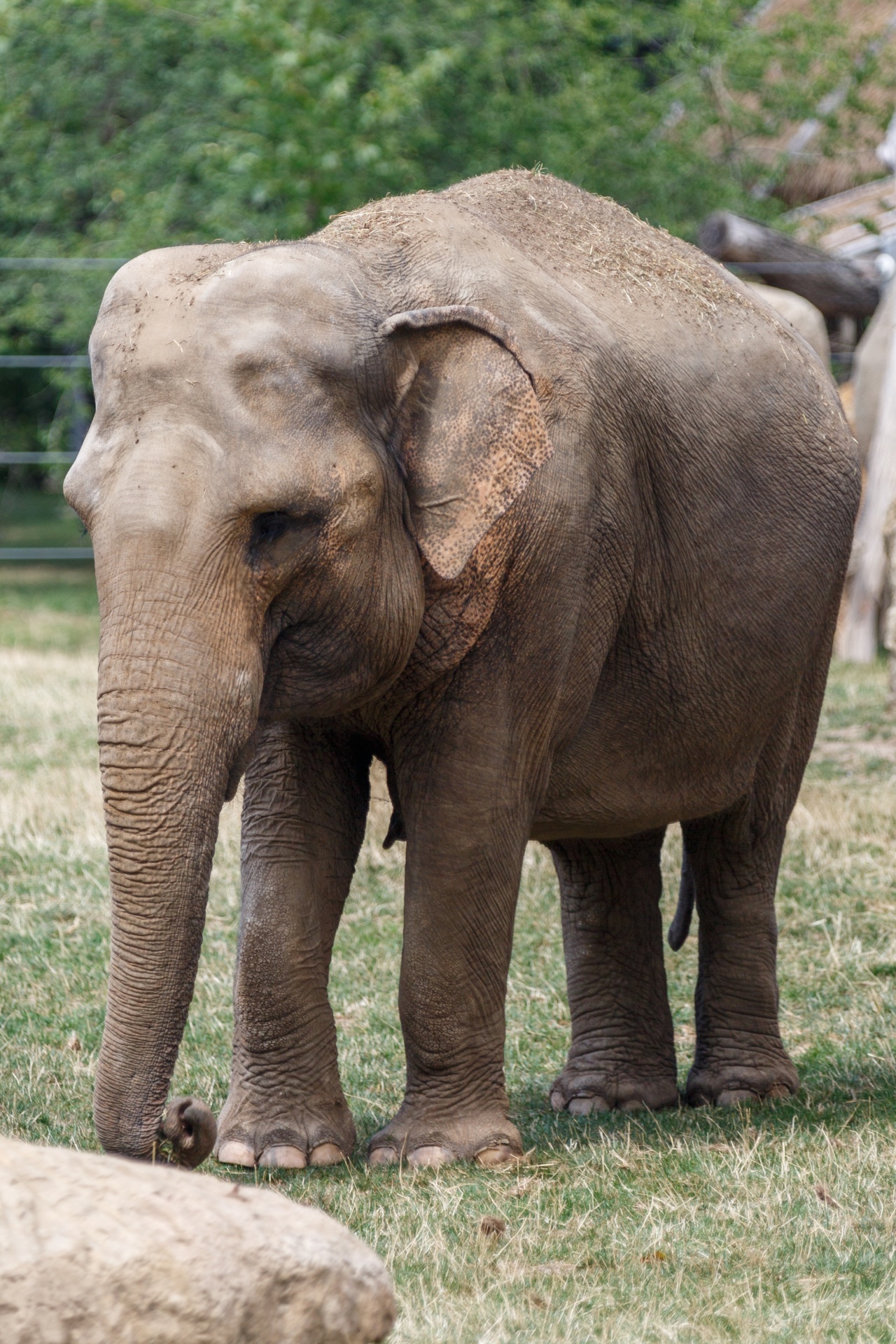 Как выглядит слоновая. Хоботные индийский слон. Азиатский индийский слон. Гималайский слон. Aziatskij Slon (азиатский слон).