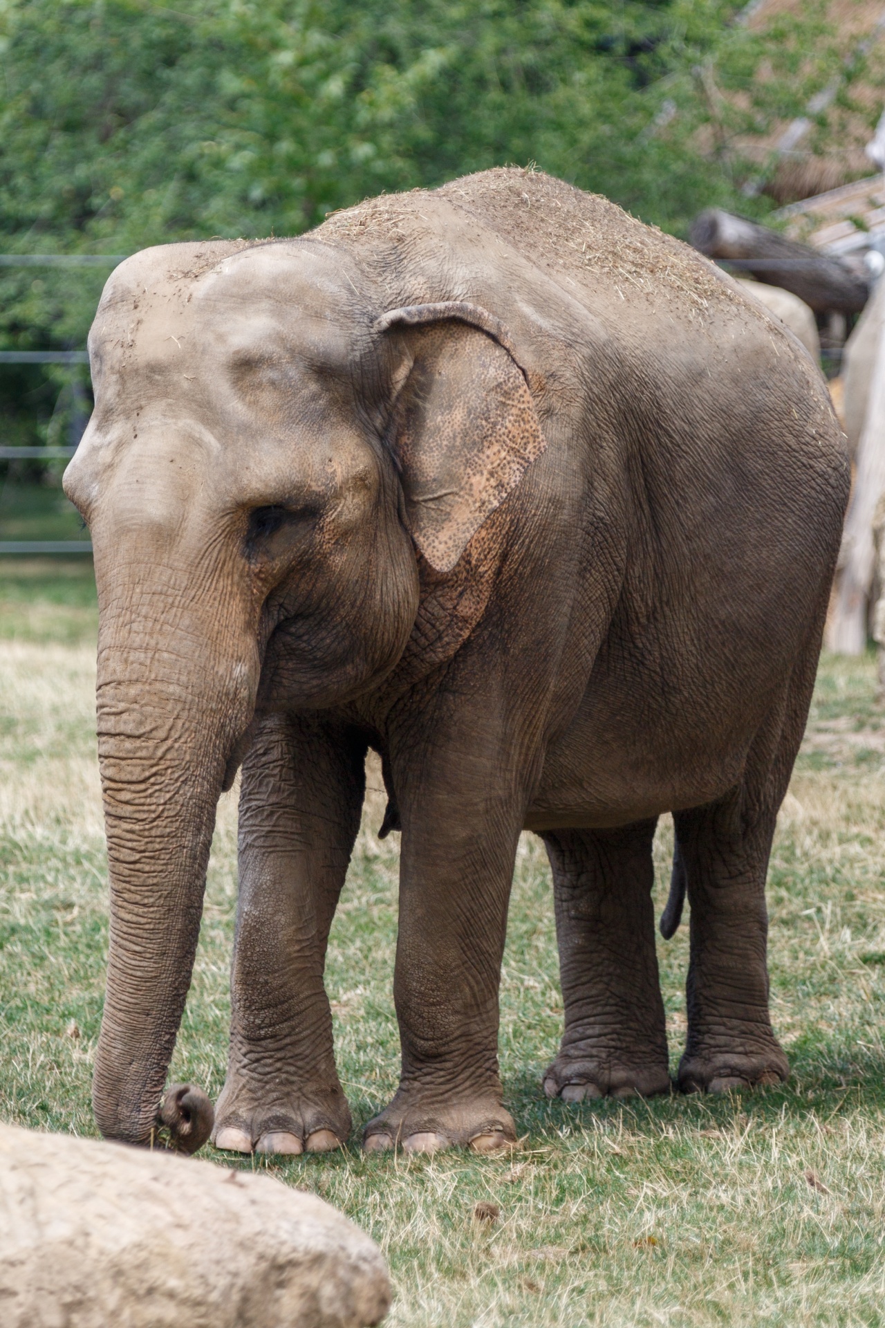 Indian elephant