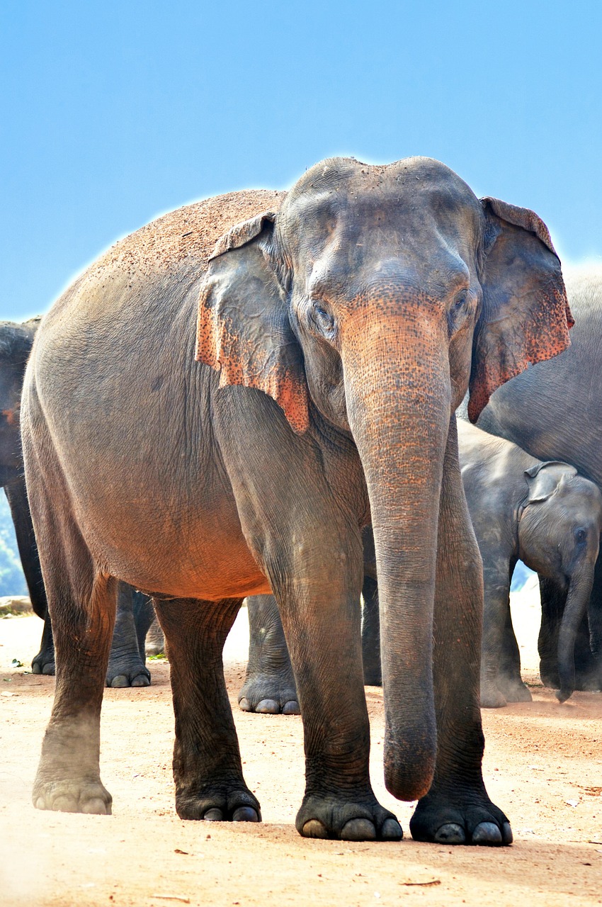 indian elephant elephant jumbo free photo