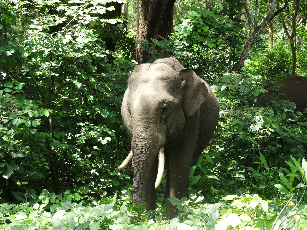 indian elephant elephants jungle free photo