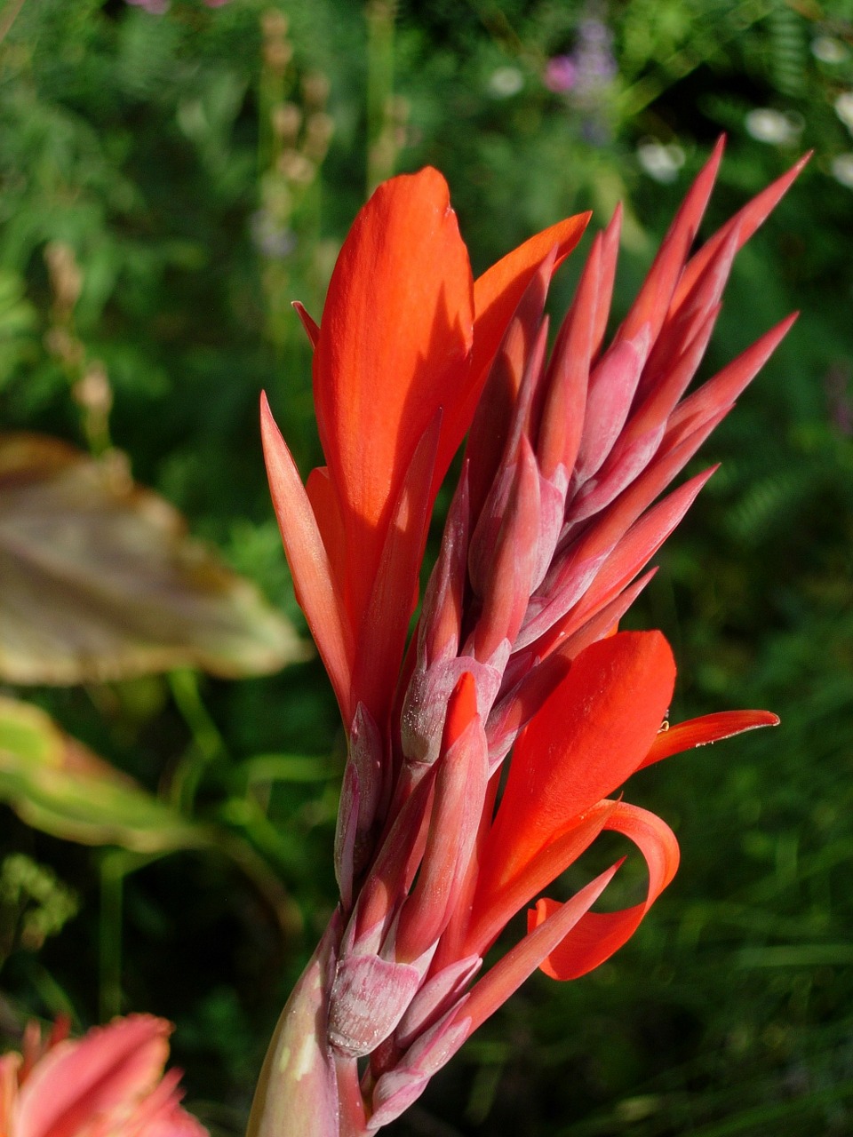 indian flower tube canna indica bright free photo