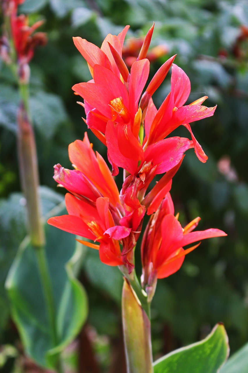 indian flower tube  floral tube  canna free photo