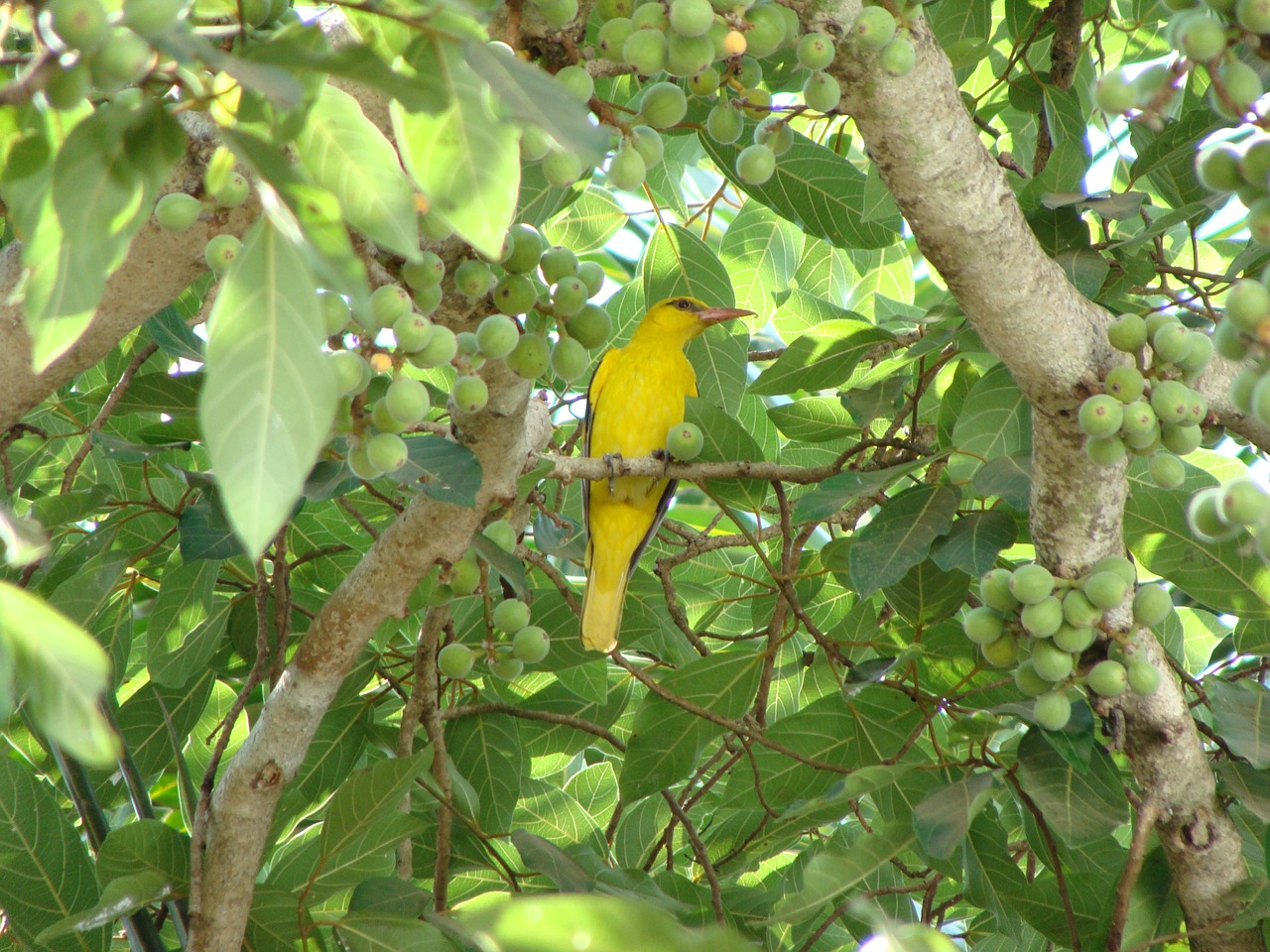 indian golden oriole bird dharwad free photo