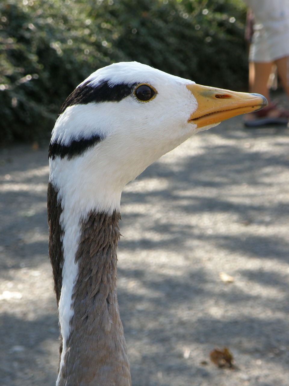 indian goose head neck free photo