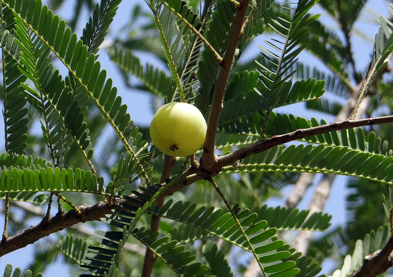 indian gooseberry amla phyllanthus emblica free photo