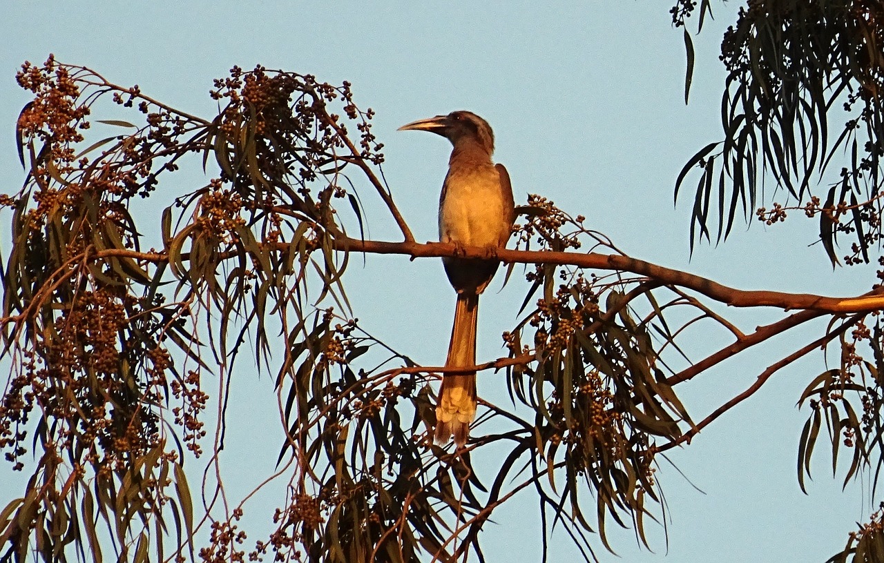 indian grey hornbill bird ocyceros birostris free photo