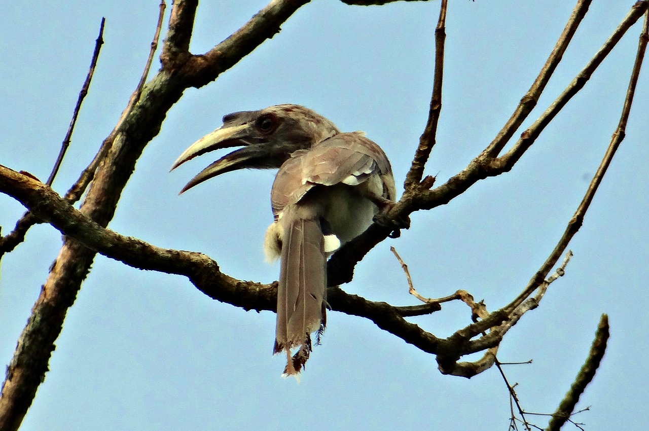 indian grey hornbill ocyceros birostris bird free photo