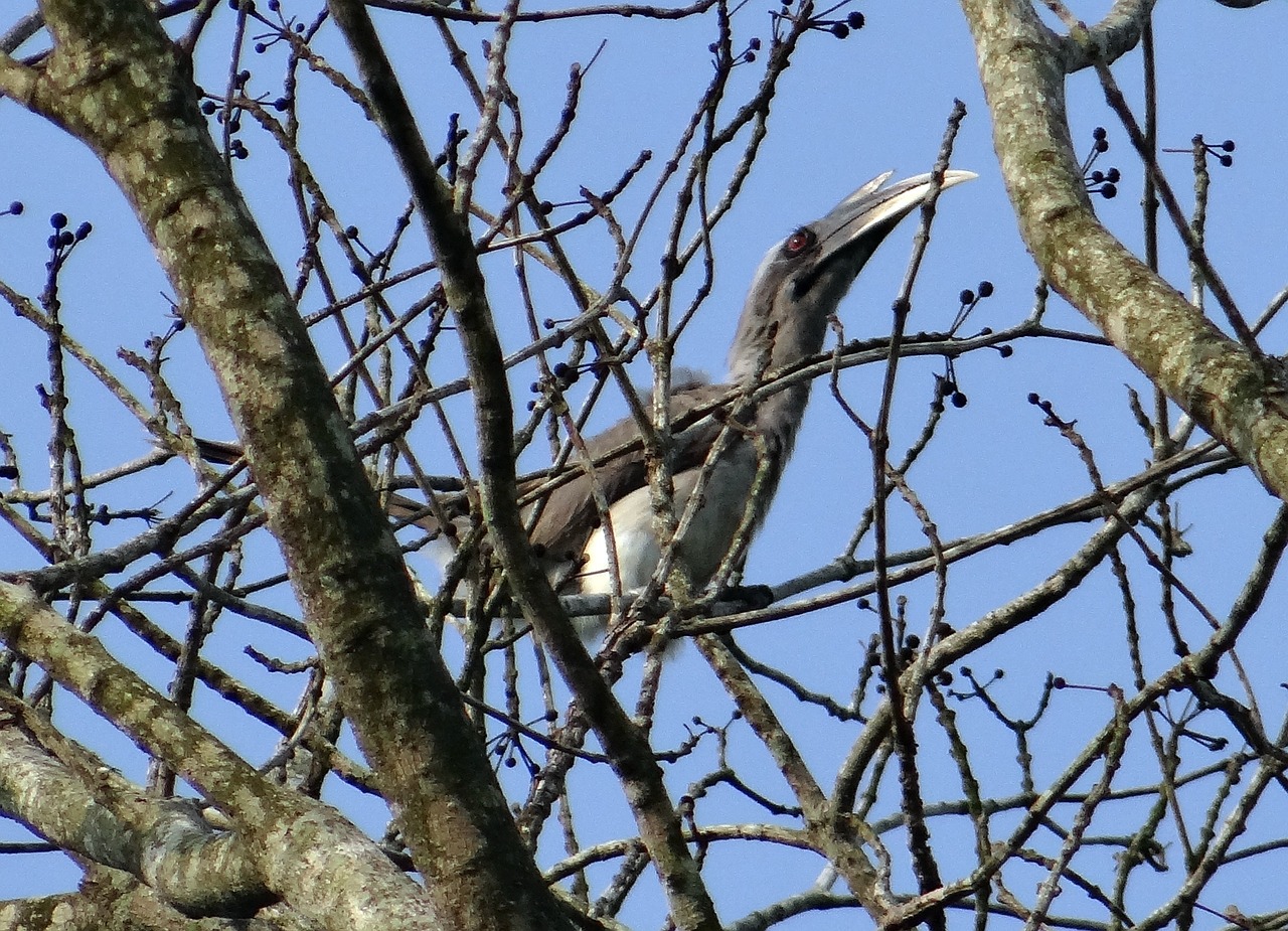indian grey hornbill ocyceros birostris bird free photo
