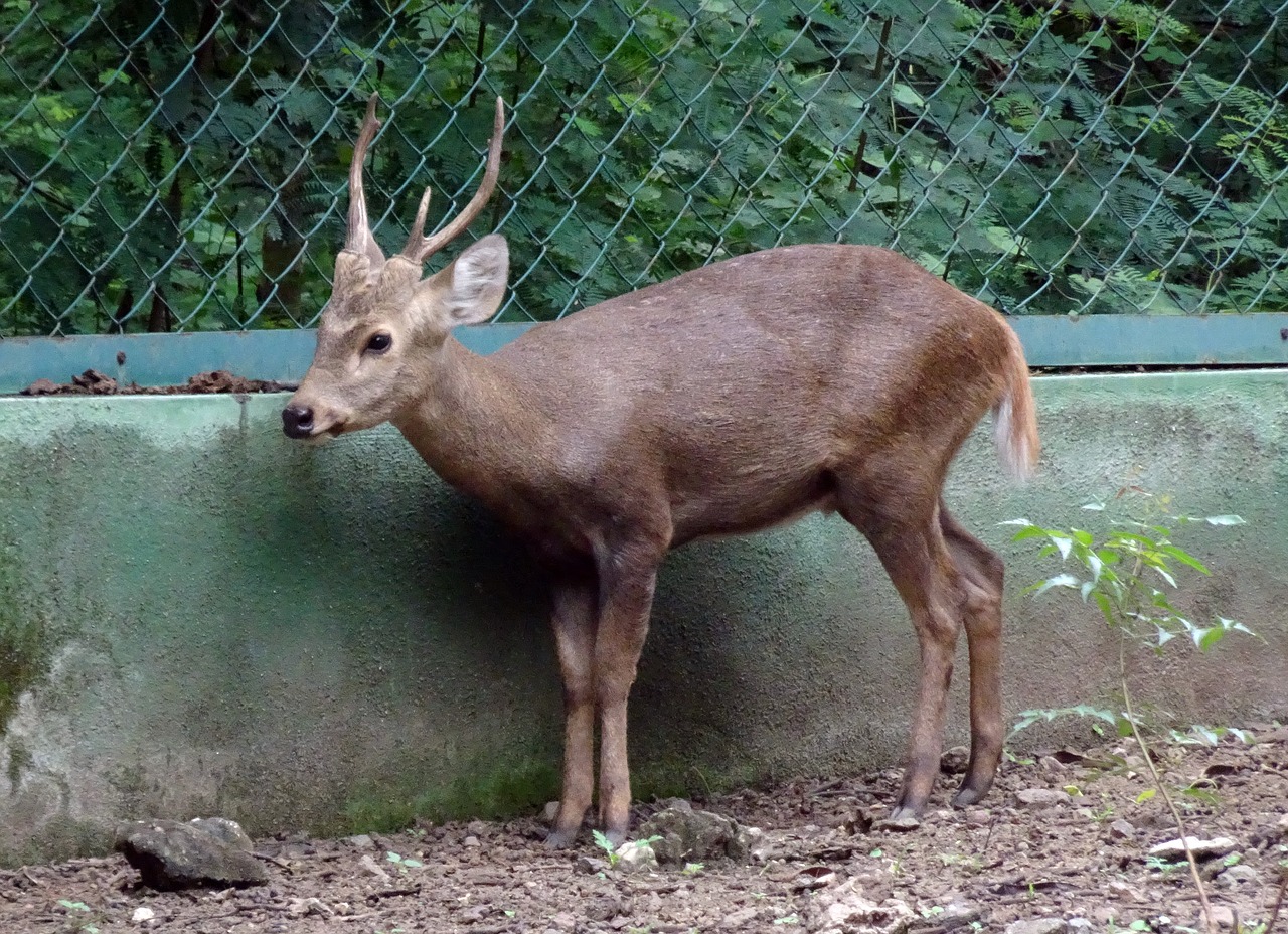 indian hog deer hyelaphus porcinus deer free photo