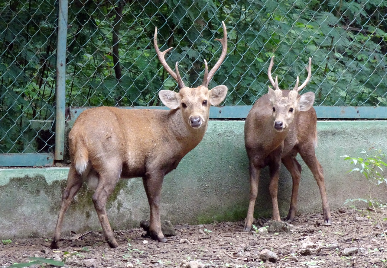 indian hog deer hyelaphus porcinus deer free photo