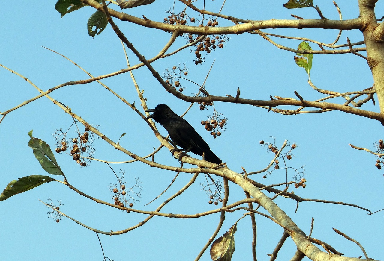 indian jungle crow corvus macrorhynchos large-billed crow free photo